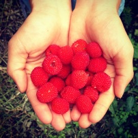Thimbleberries