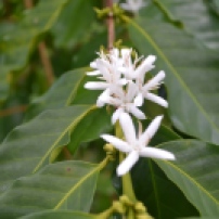 Coffee flowers