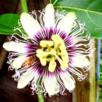 Passionflower and Bee